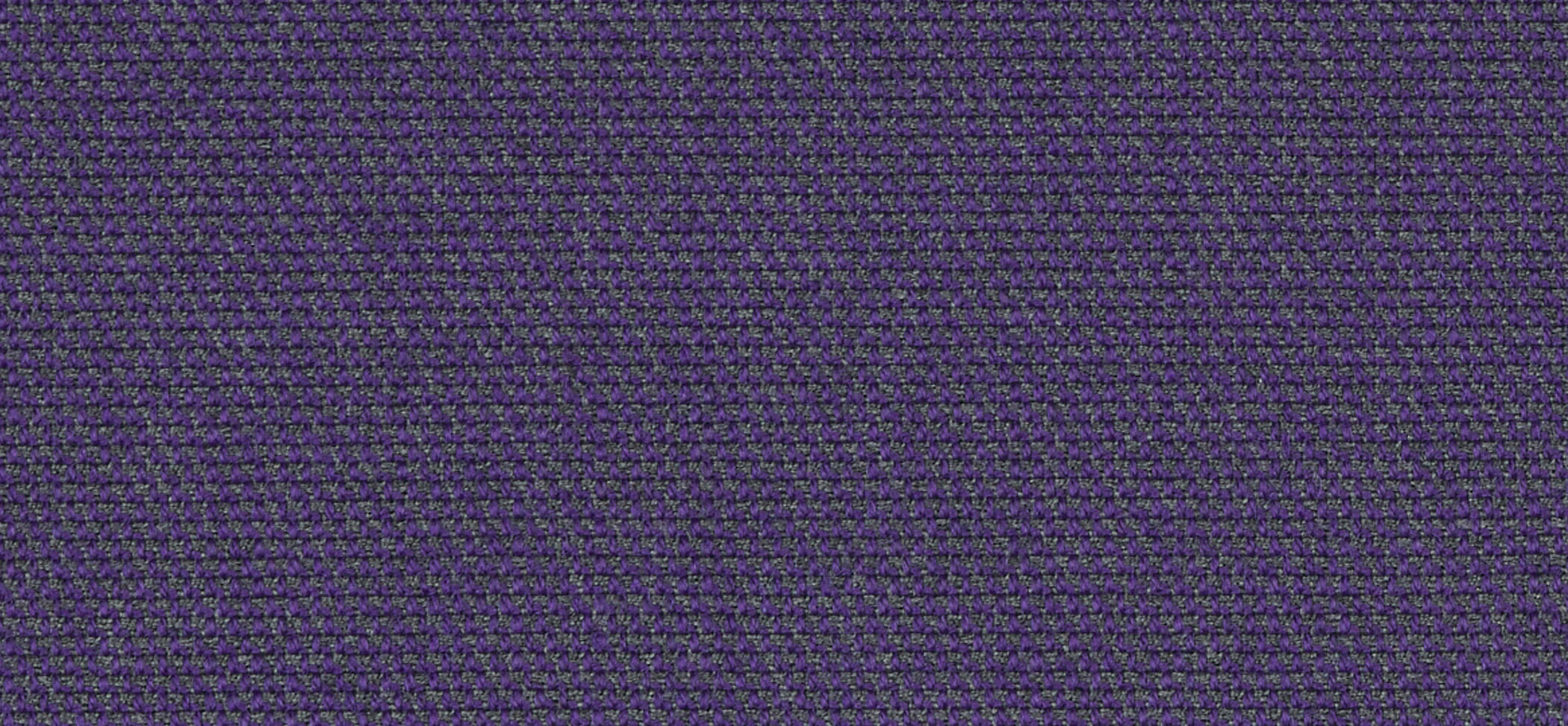 Cat purple